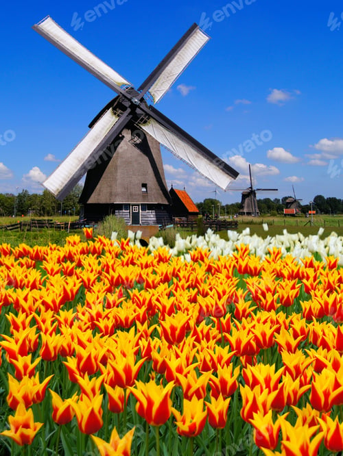 Preview: Traditional Dutch Windmill With Vibrant Orange And Yellow Tulips