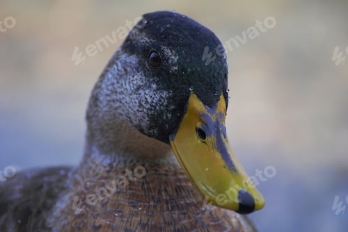 Preview: A Closeup Selective Focus Shot Of A Duck Looking In A Straight Direction