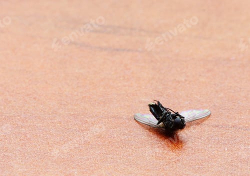 Preview: A Closeup Shot Of A Dead Fly On The Ground