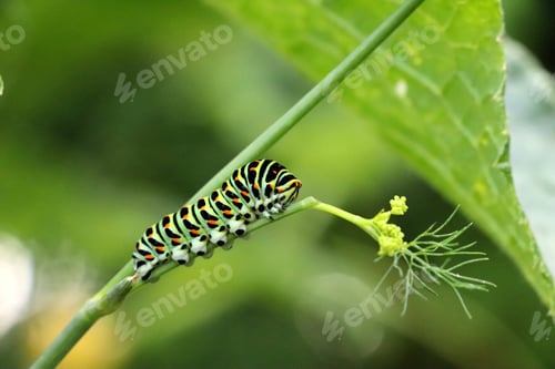Preview: A Vibrant Closeup Shot Of A Swallowtail Caterpillar
