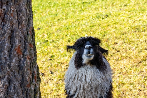 Preview: A Closeup Portrait Of A Cute Llama Alpaca On A Farm