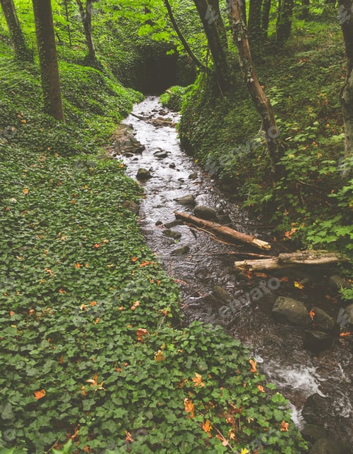 Preview: A Vertical Shot Of A Narrow Ditch Full Of Rocks In The Middle Of A Green Forest