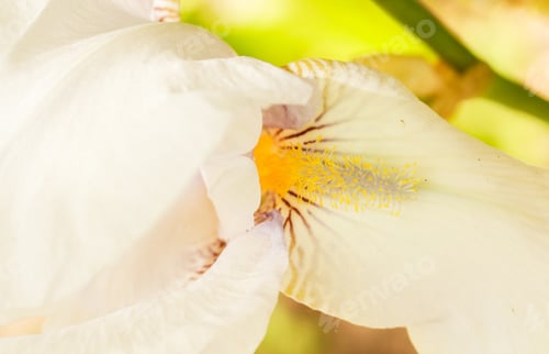 Preview: Beautiful Garden Iris Queen Of Angels