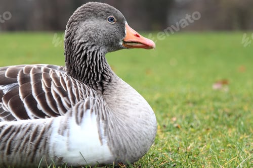 Preview: A Grey Duck Sitting On The Grass With A Blurred Background