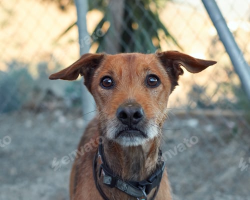 Preview: A Brown Dog With A Collar In The Dog Shelter