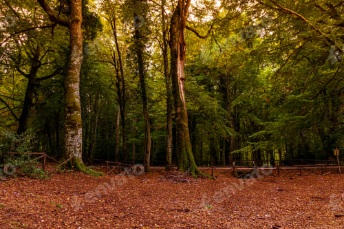 Preview: A Beautiful Autumn Forest Landscape
