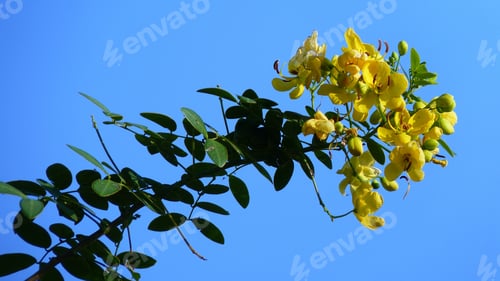 Preview: A Closeup Shot Of A Bunch Of Yellow Cassia Flowers