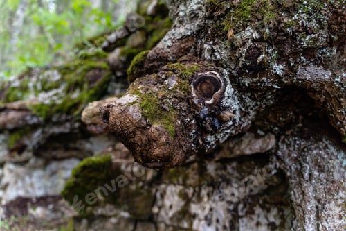 Preview: A Selective Focus Shot Of Moss On The Old Tree