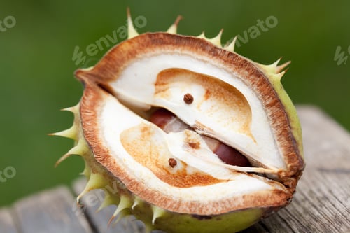 Preview: A Closeup Shot Of A Chestnut On Wooden Table