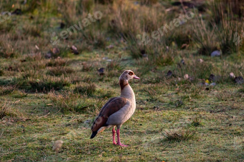 Preview: An Eye-Level Shot Of An Egyptian Goose Sideways In A Meadow