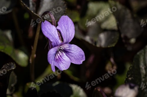Preview: A Closeup Of A Violet Riviniana In A Field Under The Sunlight With A Blurry Background