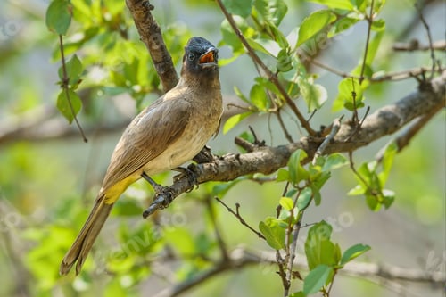 Preview: A Closeup Shot Of A Bird Sitting On A Tree Branch