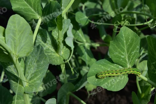 Preview: A Closeup Shot Of A Caterpillar On A Green Leaf Under A Sunlight