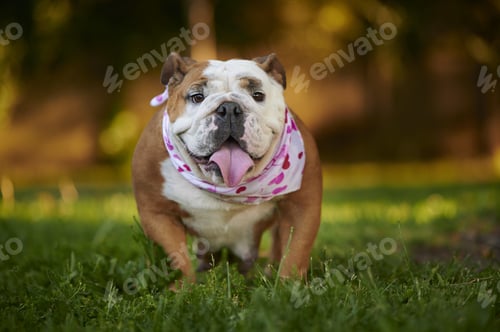 Preview: A Portrait Of An Adorable English Bulldog Wearing A Scarf With Hearts Print