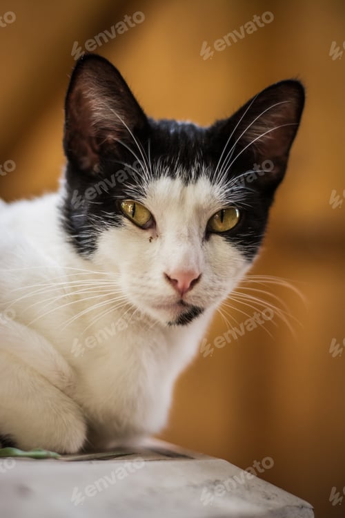 Preview: A Closeup Vertical Shot Of A Cute Black-And-White Cat Looking At The Camera On A Blurred Brown