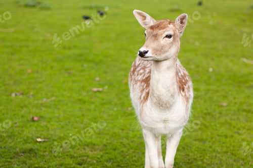 Preview: A Selective Focus Shot Of Fallow Deer Doe Standing On A Meadow With A Green Grass
