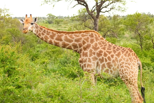 Preview: A Giraffe Standing Among Vegetation In A Game Reserve