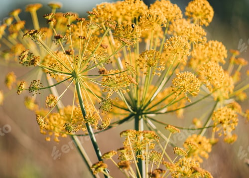 Preview: A Closeup Of Ferula Communis In A Field Under The Sunlight With A Blurry Background