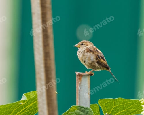 Preview: A Closeup Shot Of A Sparrow Perched On A Metal Pole