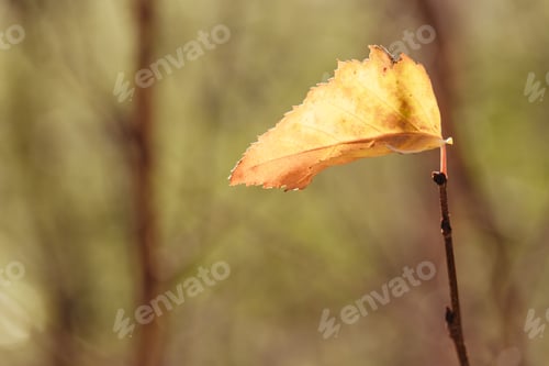 Preview: A Selective Focus Shot Of A Single Yellow Leaf On A Branch