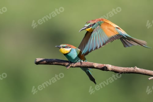 Preview: A Colorful Bee-Eater Flying Out Of The Tree Branch Next To Another One