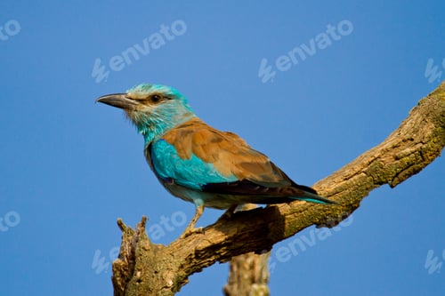 Preview: A Closeup Of A European Roller Perched On A Tree Branch Under The Sunlight And A Blue Sky