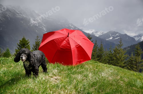 Preview: A Domestic Dog With A Red Umbrella On The Hill Surrounded By Swiss Alps Under A Cloudy Sky
