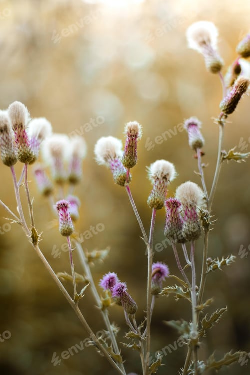 Preview: A Vertical Selective Focus Shot Of Silybum Plants Covered By The Sunlight