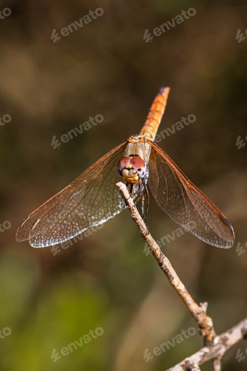Preview: A Red Dragonfly Photographed In Their Natural Environment