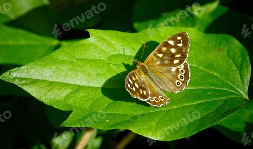 Preview: A Close Up Shot Of A Brown Butterfly Sitting On A Green Vibrant Leaf