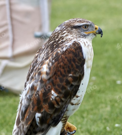 Preview: A Selective Focus Shot Of A Hawk In The Yard