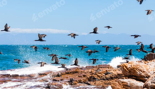Preview: An Amazing Shot Of A Flock Of Birds Flying Above The Blue And Clear Water And The Coastline