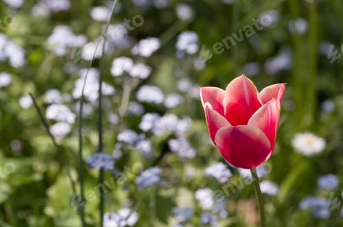 Preview: A Closeup Shot Of Pink Tulip Flower With A Bokeh Background