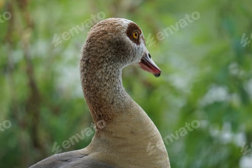 Preview: A Selective Focus Shot Of A Duck On Blurred Background