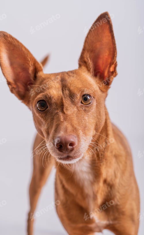 Preview: A Vertical Shot Of A Cirneco Del Etna Dog