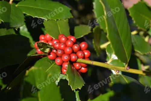 Preview: A Closeup Of The Holly Tree With Foliage And Berries