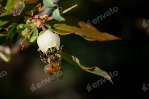 Preview: A Closeup Of A Honeybee On A Flower In A Field Under The Sunlight With A Blurry Background