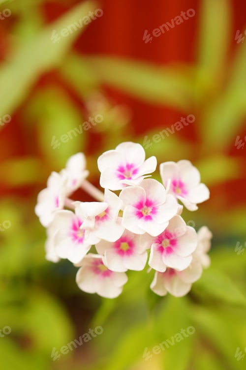 Preview: A Vertical Shot Of Phlox Flowers