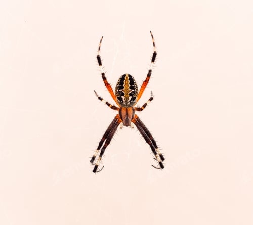 Preview: A Closeup Shot Of A Cross Spider Isolated On White Background