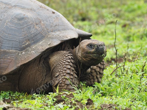Preview: A Selective Focus Shot Of A Huge Turtle In A Field Captured During The Daytime