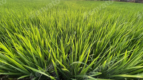 Preview: The Fresh Green Grass In A Field On A Sunny Day