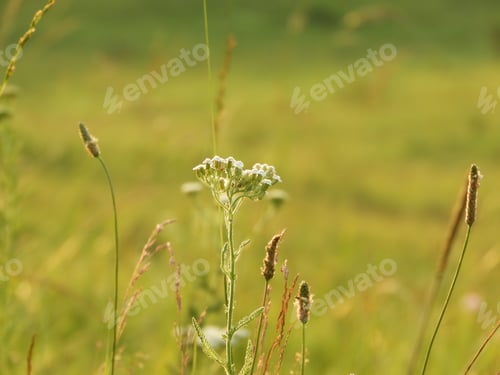 Preview: A Closeup Shot Of Wild Green Plants Growing In A Field