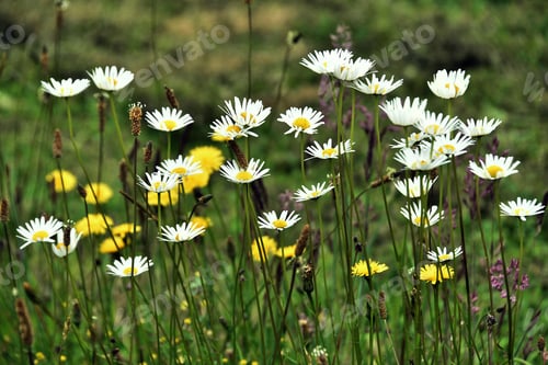 Preview: A Closeup Shot Of Daisy Flowers