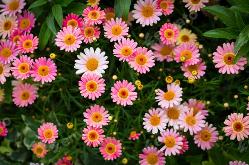 Preview: A Beautiful High Angle Shot Of Pink Marguerite Daisies In A Garden Under The Sunlight