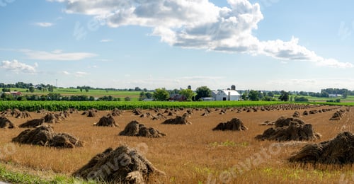 Preview: The Golden Wheat Sheaves In The Field With A Farm In The Background