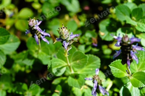 Preview: A Closeup Shot Of Purple Coleus Canina Plants In Madeira Botanical Garden, Portugal