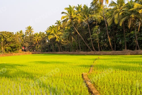 Preview: A Beautiful Shot Of Grain Fields In India On A Sunny Day