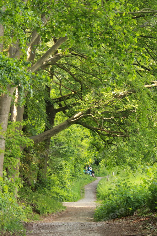 Preview: The Path And Tall Trees In The Forest - Perfect For Background