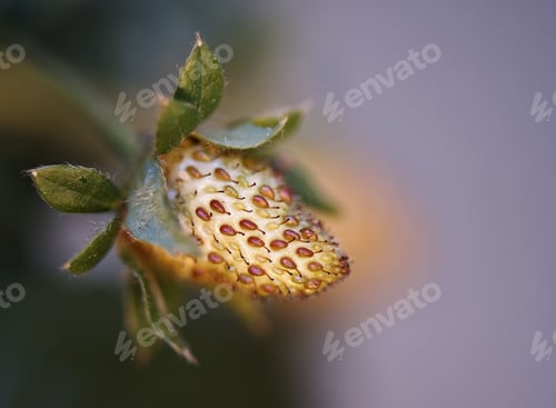 Preview: A Closeup Shot Of A Green Immature Strawberry