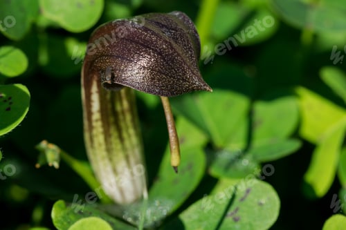 Preview: A Closeup Shot Of Frair'S Cowl Flower In Nature